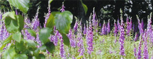 Foxgloves in newly cut copse