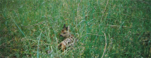 Roe deer - a few days old