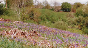 Bluebells