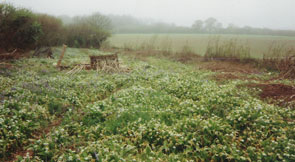 Ramsons (wild garlic)