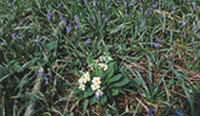 Bluebells and Primroses